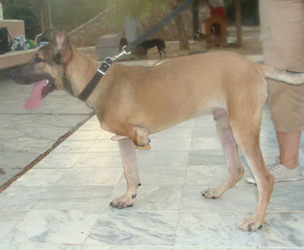 bruno the three legged dog from Athens