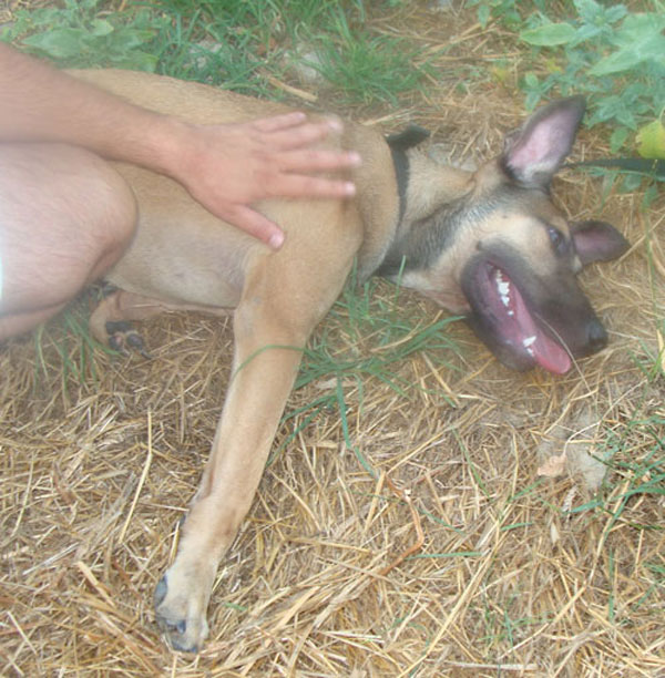 bruno the rescue puppy relaxing on the grass