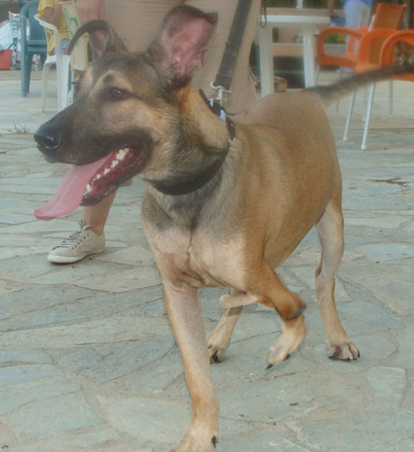 bruno the rescue dog with very large ears