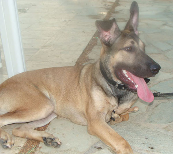 bruno the rescue dog lying down