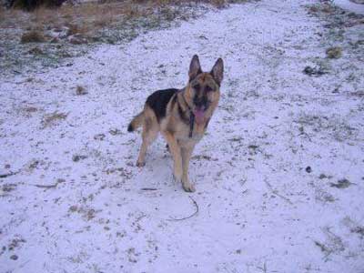 bruno the gsd enjoying the cold snow
