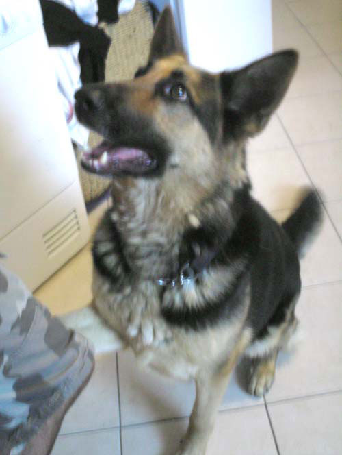 bruno gsd