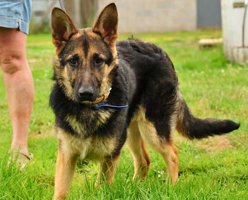 buddy the gsd