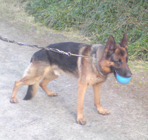 buddy german shepherd