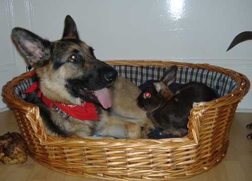 marley and the rabbit