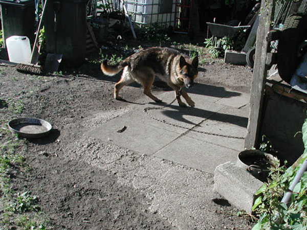 gsd chained up