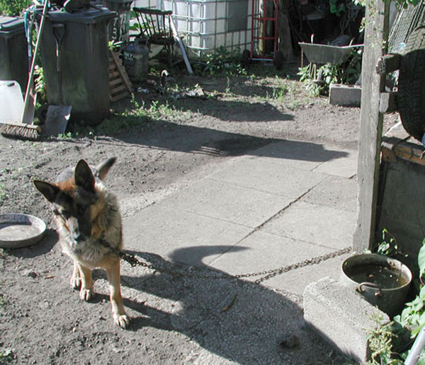 gsd chained up