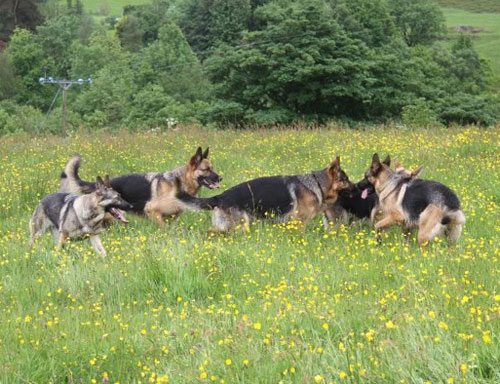 5 german shepherds playing in a field full of buttercups