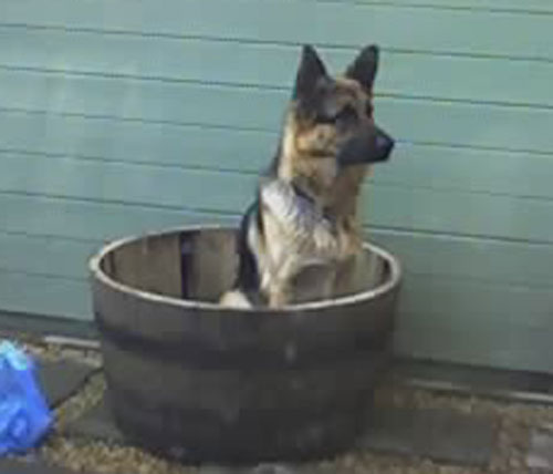 carla gsd sitting in a water butt