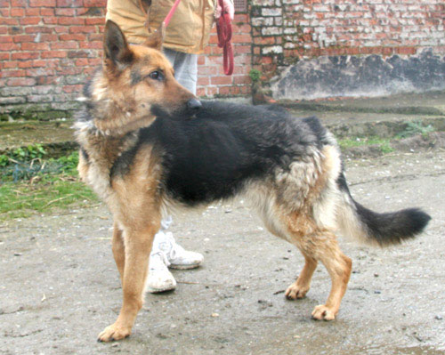 carla gsd