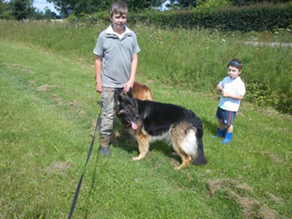 carmen the gsd out walking with the children