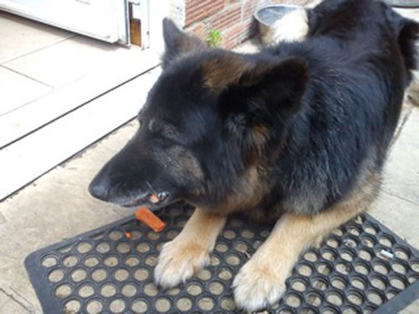 carmen the gsd enjoying a carrot