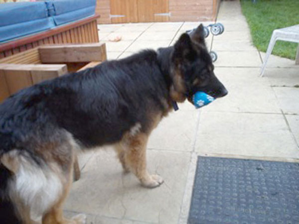 carmen the gsd playing with her squeaky ball