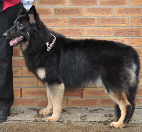 carrie gsd