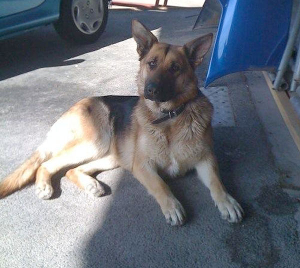 casie german shepherd in kennels looking for a new home