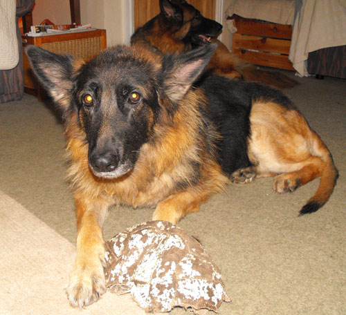 cassie the gsd with very sore ears