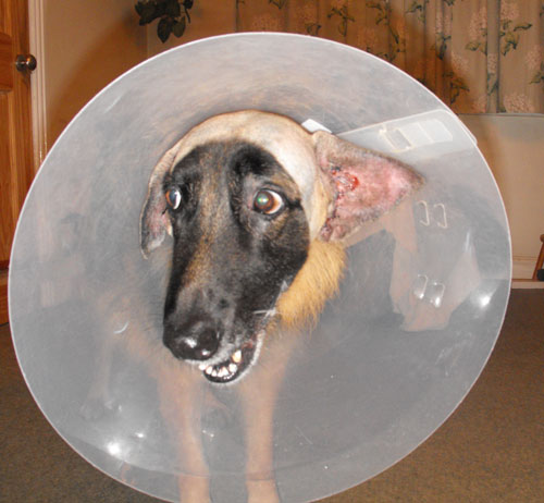 gsd after ear canal ablation