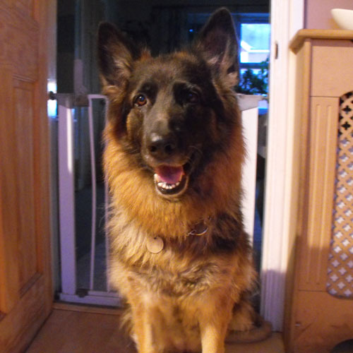 cassie beautiful semi coated gsd