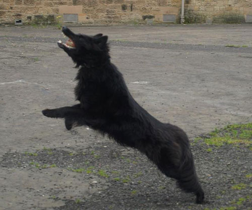 black gsd chasing something