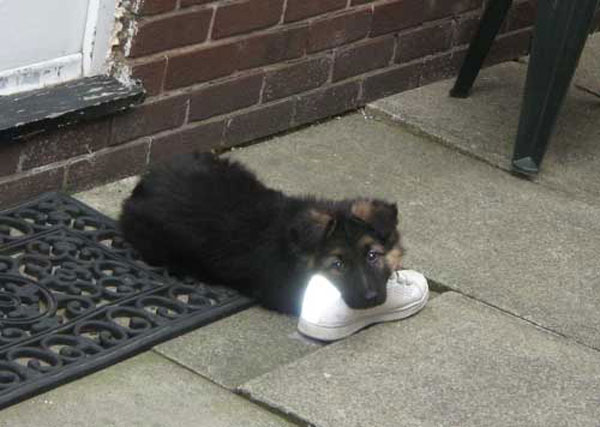 puppy who is being kept outside chained up