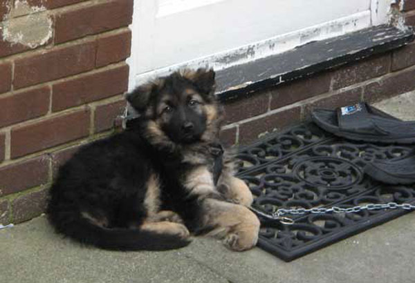 puppy chained up