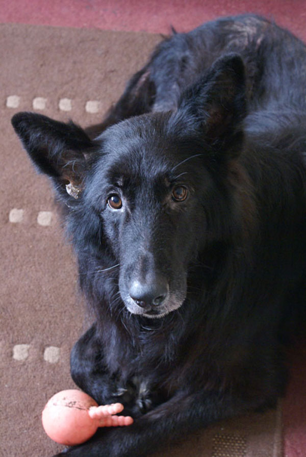 charlie black german shepherd