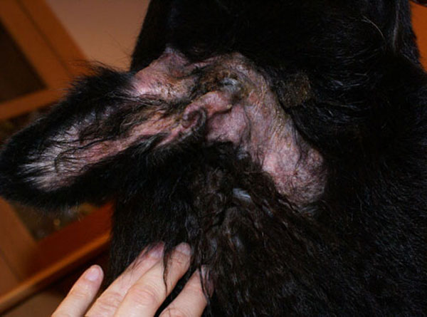 black gsd with badly infected ears