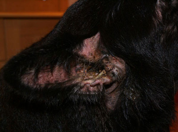 black german shepherd with badly infected ears