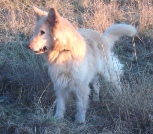 charlie white gsd