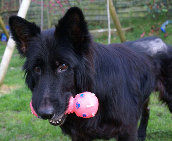 charlie black german shepherd with a toy in his mouth