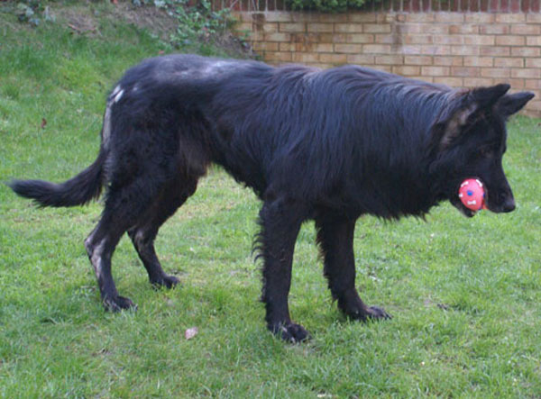 charlie black german shepherd with hair loss caused by flea allergy