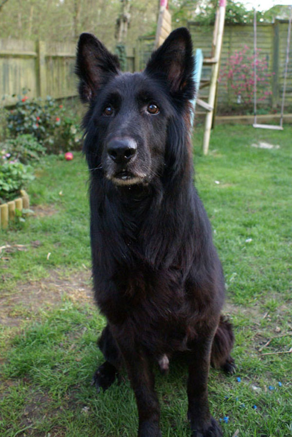 charlie black german shepherd