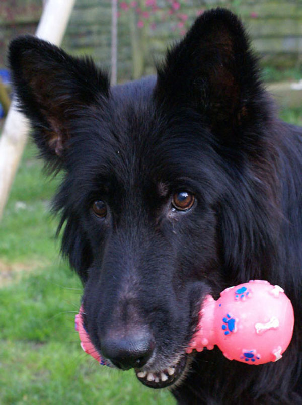 black german shepherd who had badly infected ears