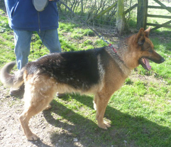 charlie gsd from the pound