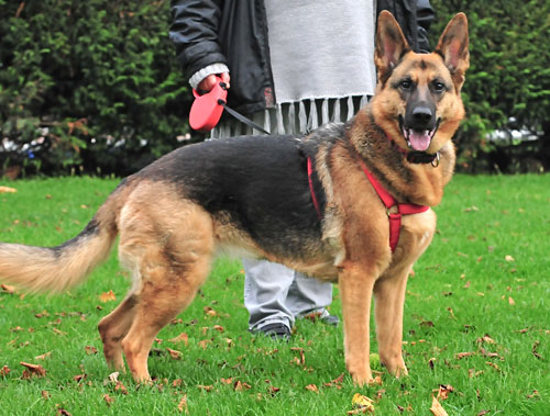 More German Shepherd Puppies And Dogs That Have Found New Homes