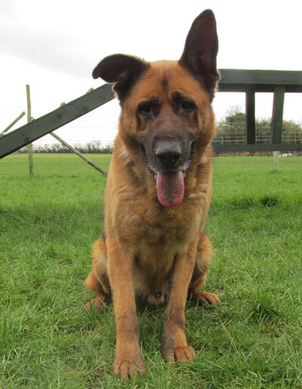 huge big gsd mastiff cross called chopper