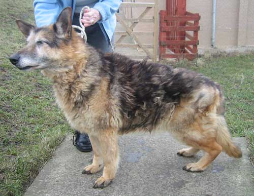 chris the older gsd