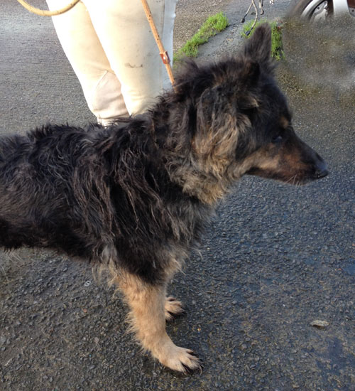 german shepherd with bedraggled coat