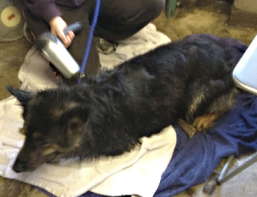 german shepherd having a blow dry