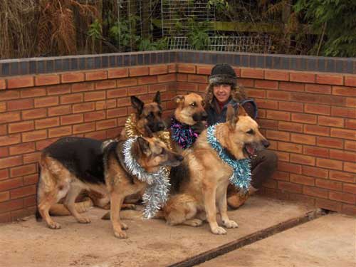 dogs wearing tinsel