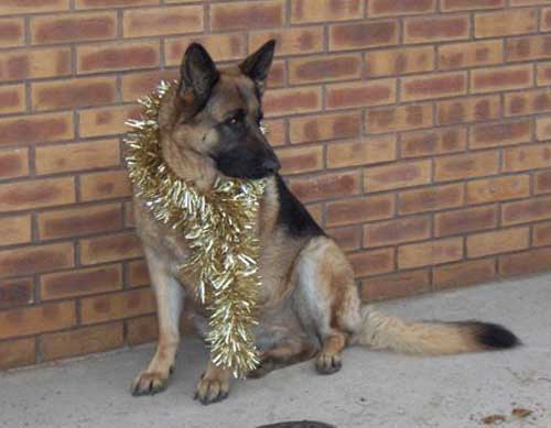 big GSd weraing tinsel around his neck