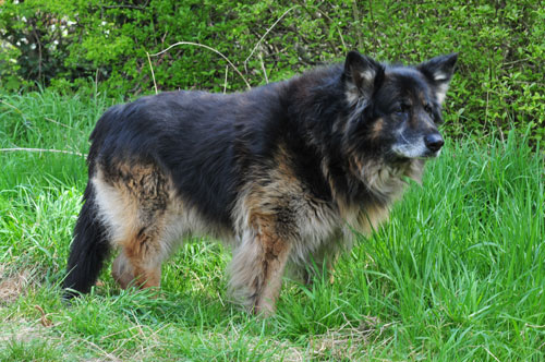 clyde long haired gsd