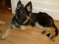 german shepherd coco