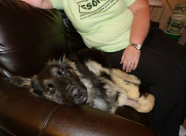 coco german shepherd puppy having a sleep on the sofa