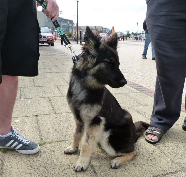coco gsd at Rhyl Prom on the Prom