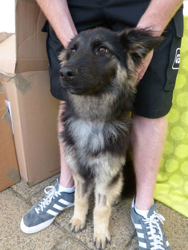 coco gsd with her foster dad