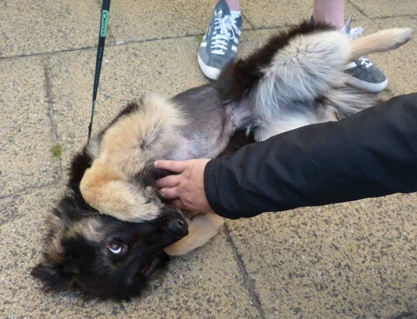 coco gsd puppy being very cute