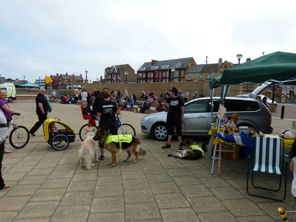 gsdr dogs sporting their high viz jackets