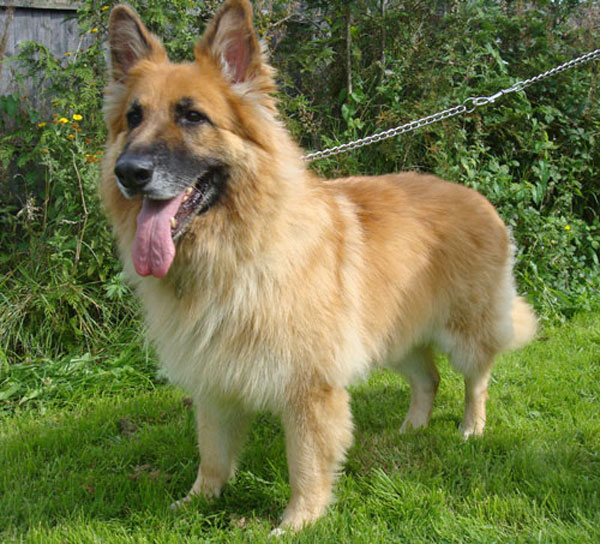 handsome german shepherd cody who suffered bloat