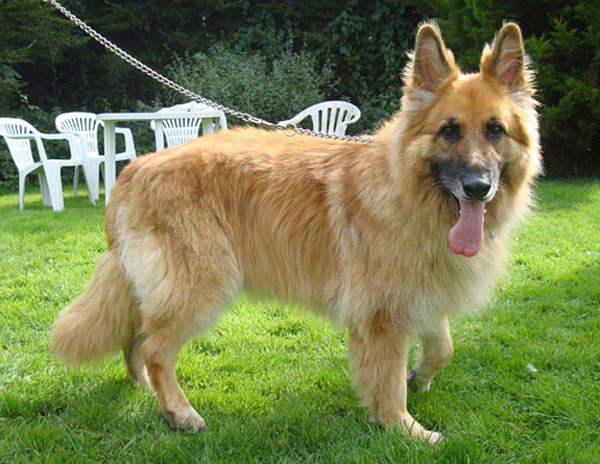 cody long coat german shepherd who suffered gastric torsion